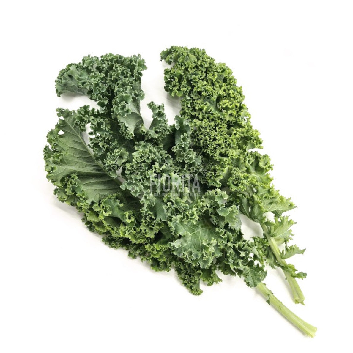 Bio Cavolo riccio "Kale"